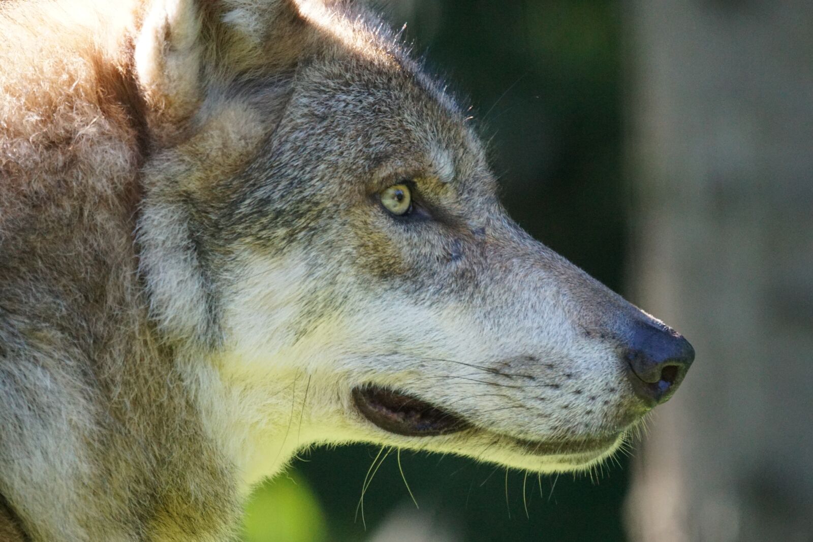 Sony 70-400mm F4-5.6 G SSM sample photo. Wolf, predator, european wolf photography