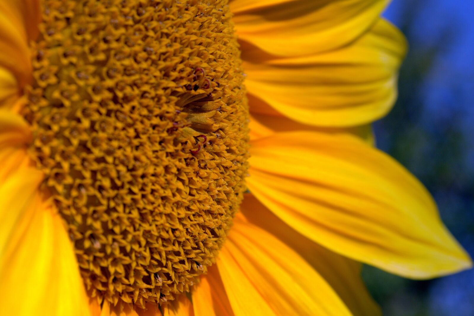 Pentax K-S2 sample photo. Sunflower, yellow, garden photography