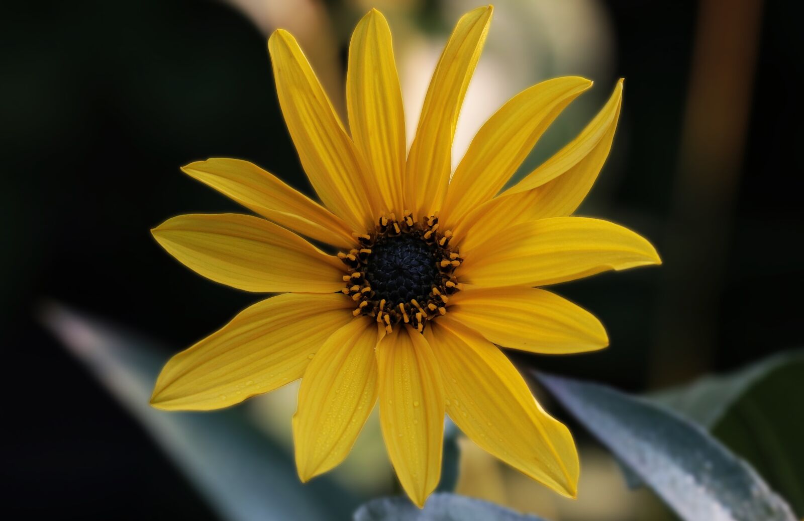 Canon EOS 80D sample photo. Flower, sunflower, yellow photography