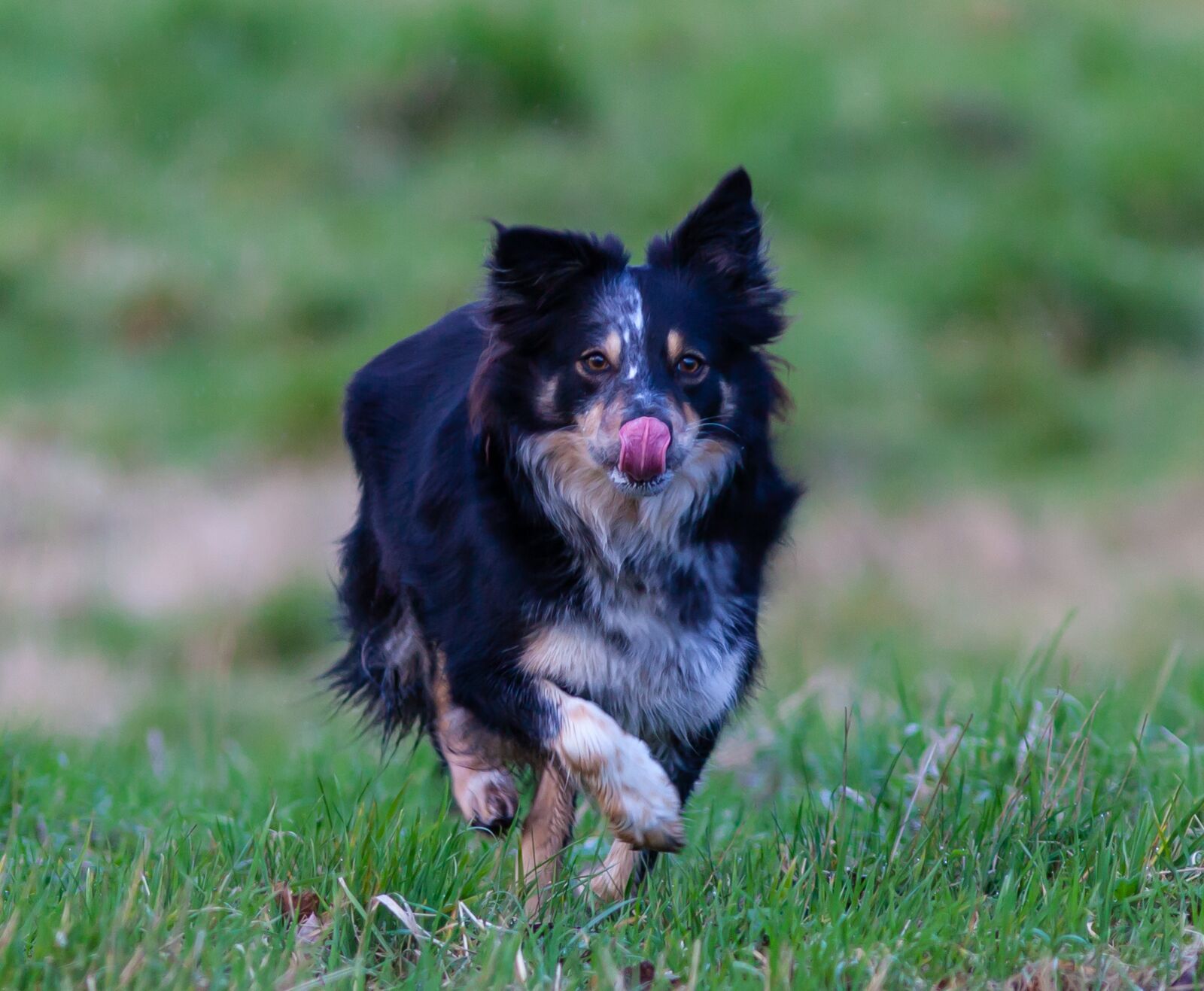 Canon EOS 5D Mark II + Canon EF 300mm F4L IS USM sample photo. Border collie, dog, tongue photography