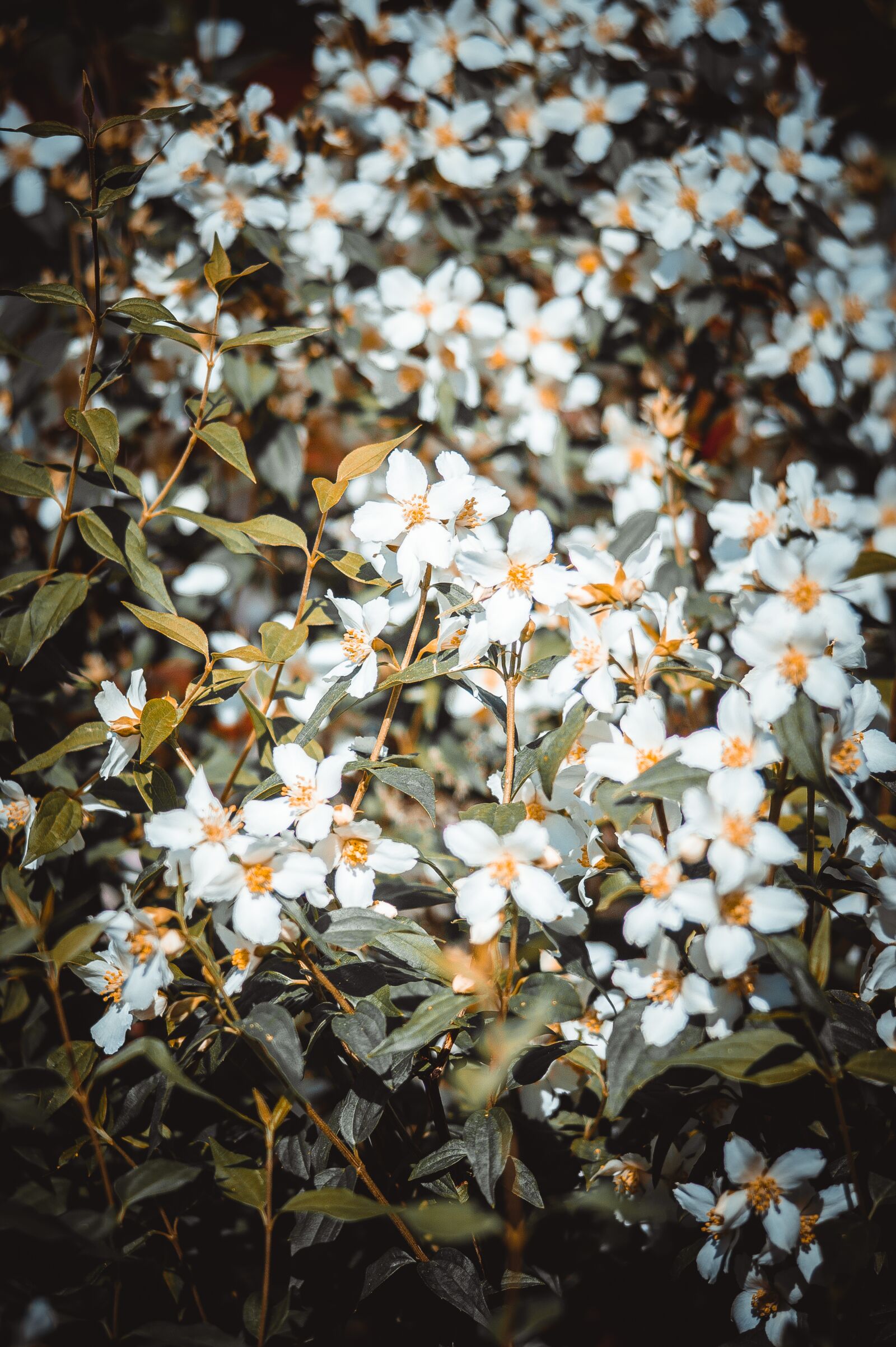 Sony 85mm F2.8 SAM sample photo. Jasmine, bush, flowers photography