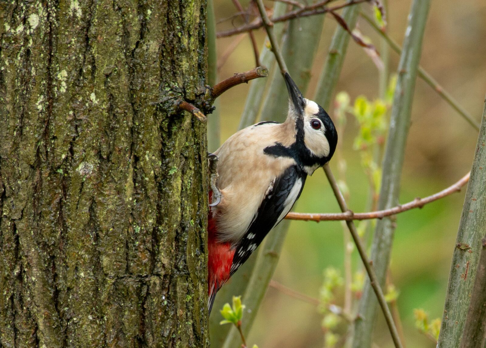 Nikon D7100 sample photo. Woodpecker, birds, tree photography