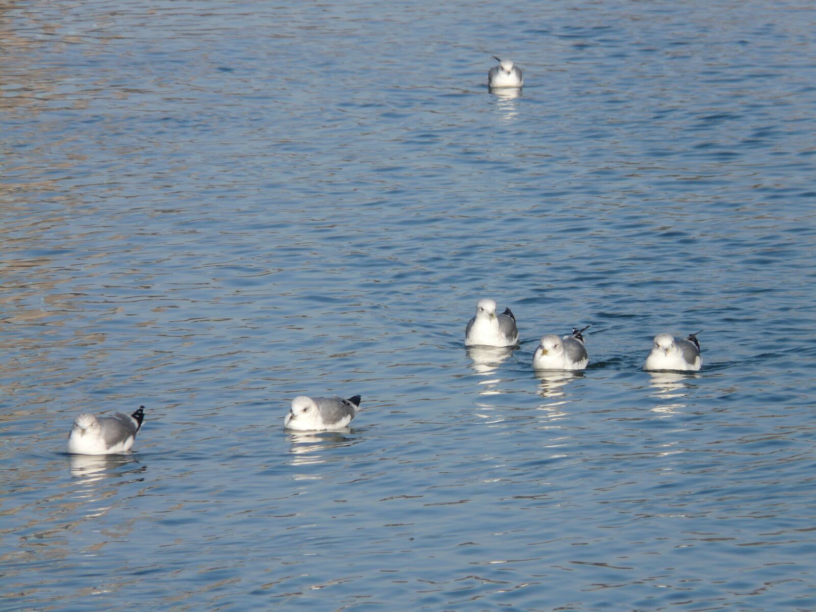 Panasonic DMC-FZ18 sample photo. Gulls, water, swim photography