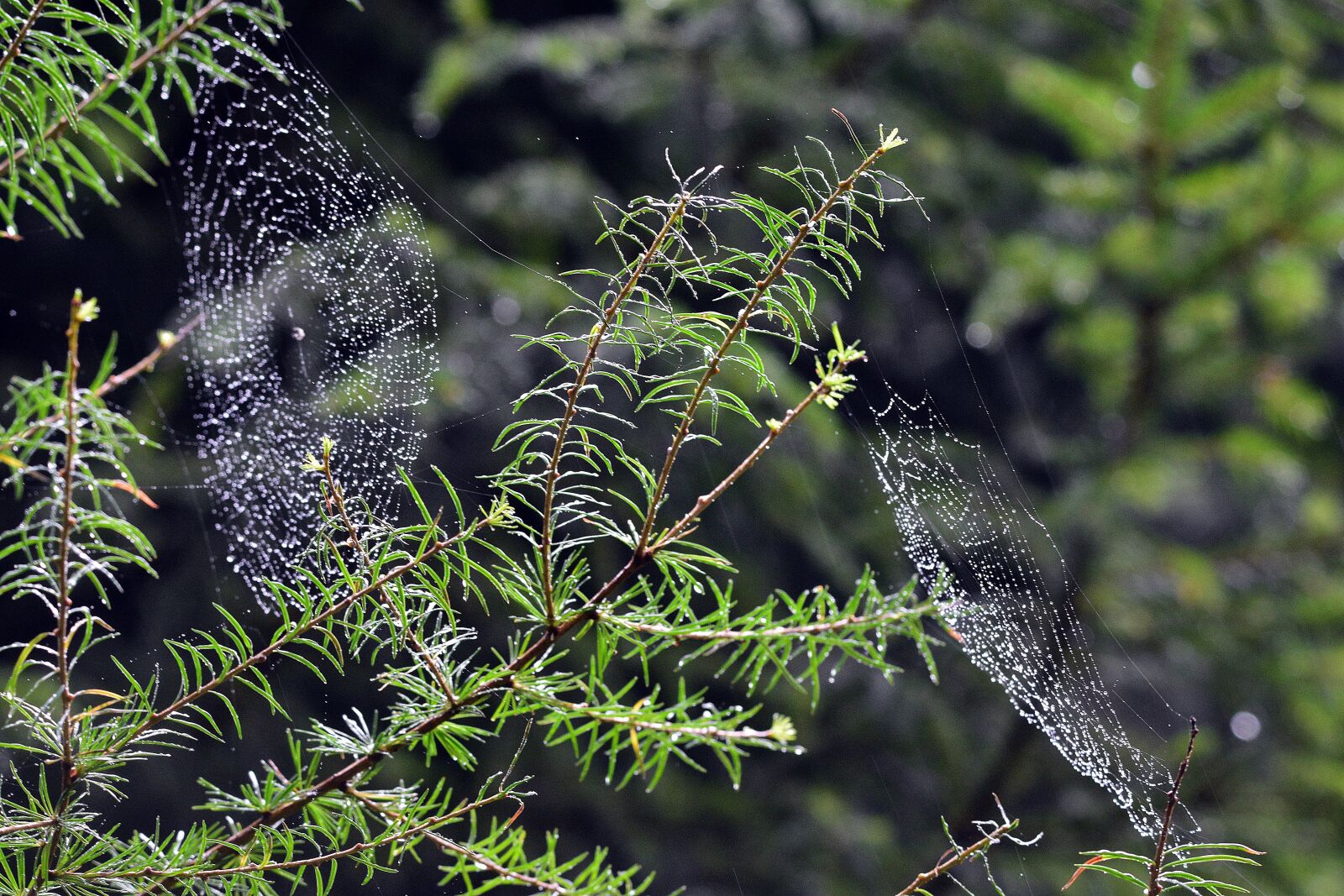Nikon D3400 sample photo. Spiderweb, web, cobweb photography