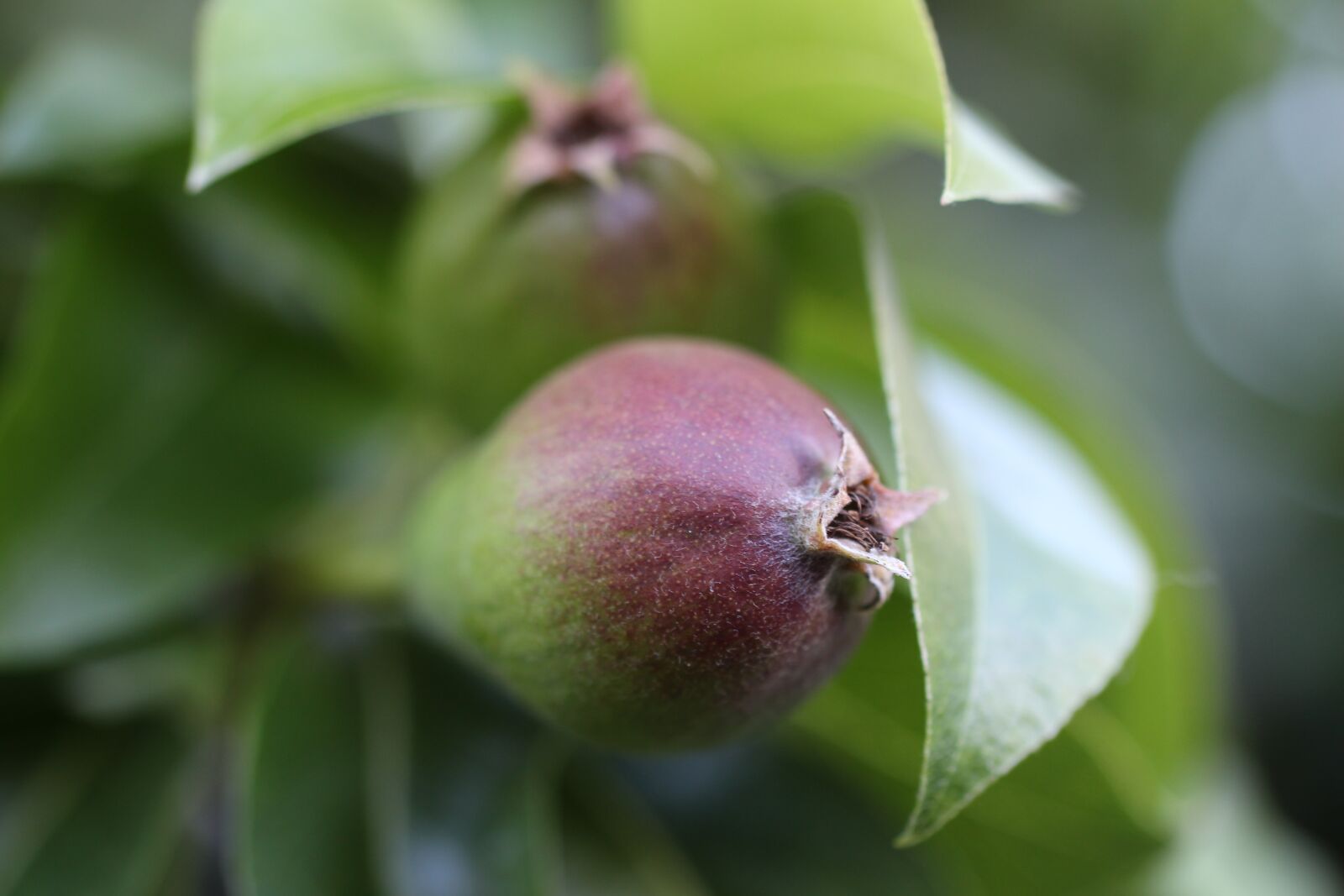 Canon EOS 700D (EOS Rebel T5i / EOS Kiss X7i) sample photo. Pear, thrive, green photography