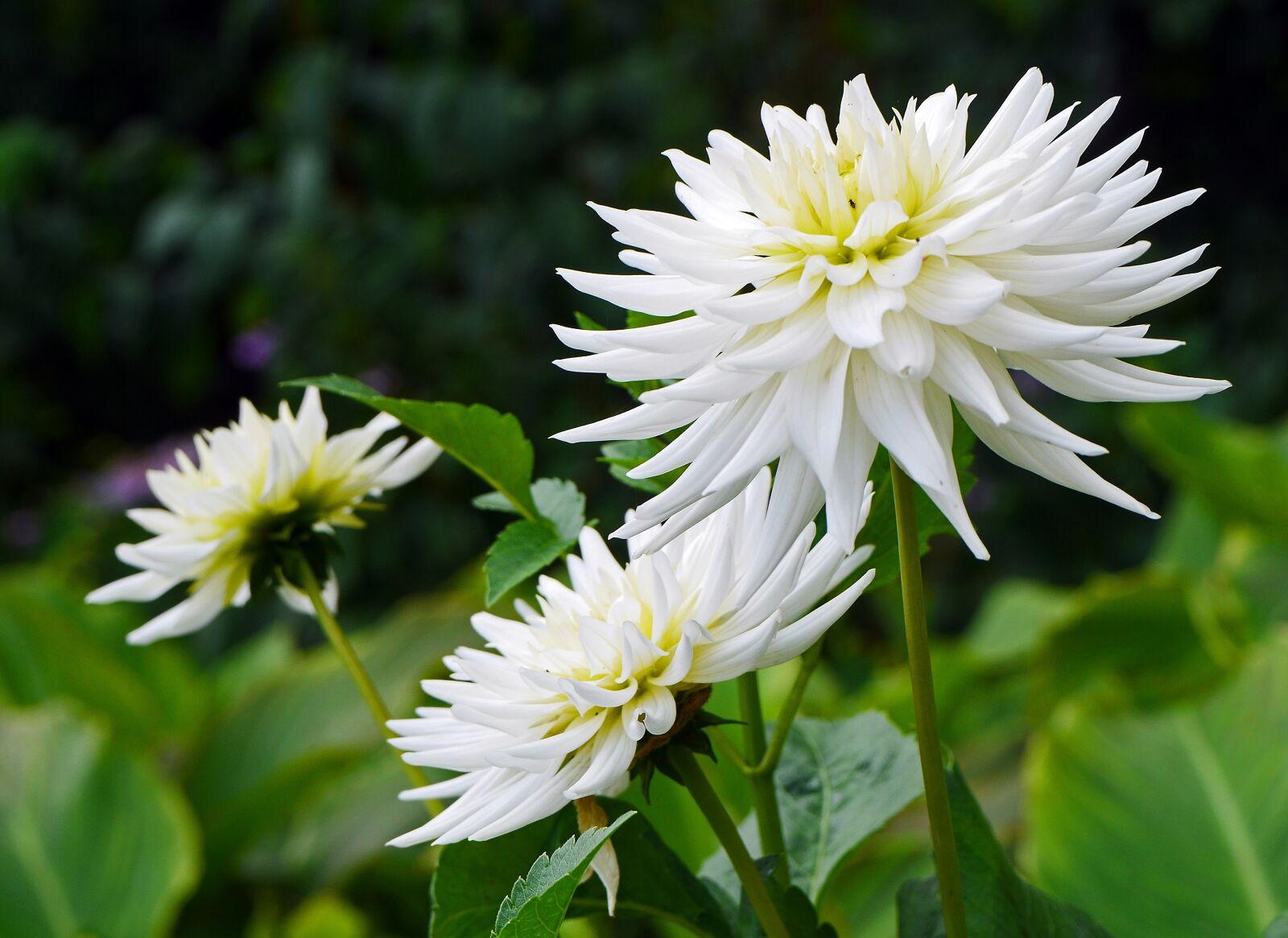 Panasonic Lumix DMC-GH3 sample photo. Dahlia, white, late summer photography
