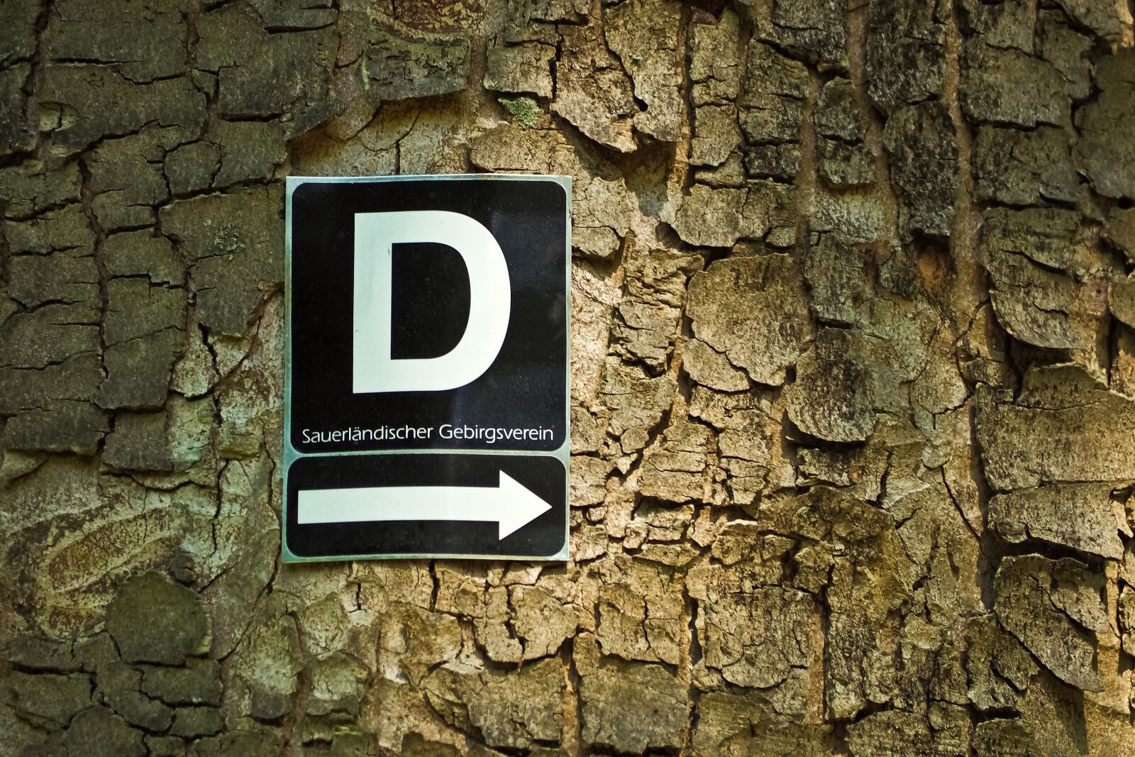 Olympus OM-D E-M10 sample photo. Tree, bark, log photography