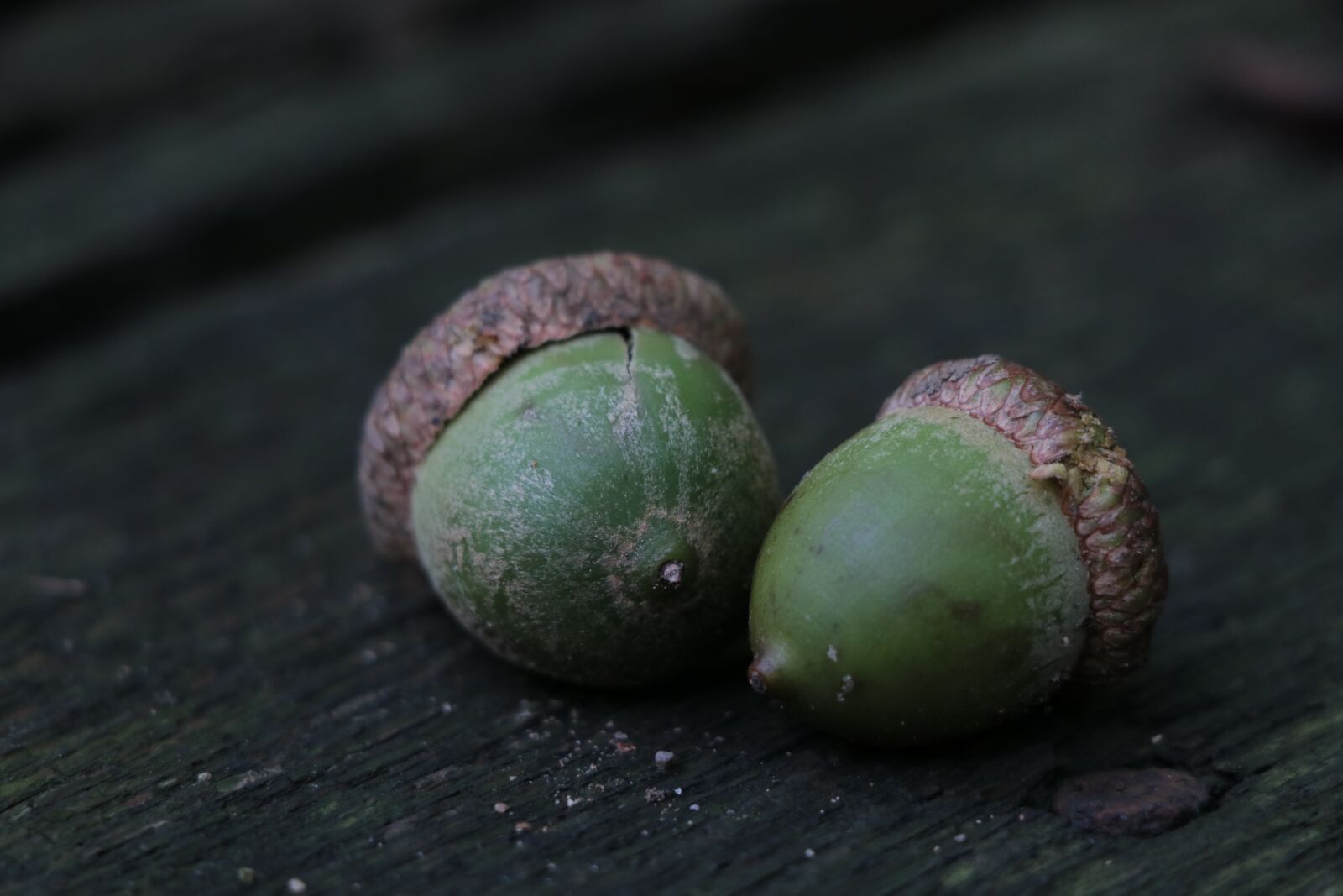 Canon EF-S 18-135mm F3.5-5.6 IS USM sample photo. Acorns, green, nature photography