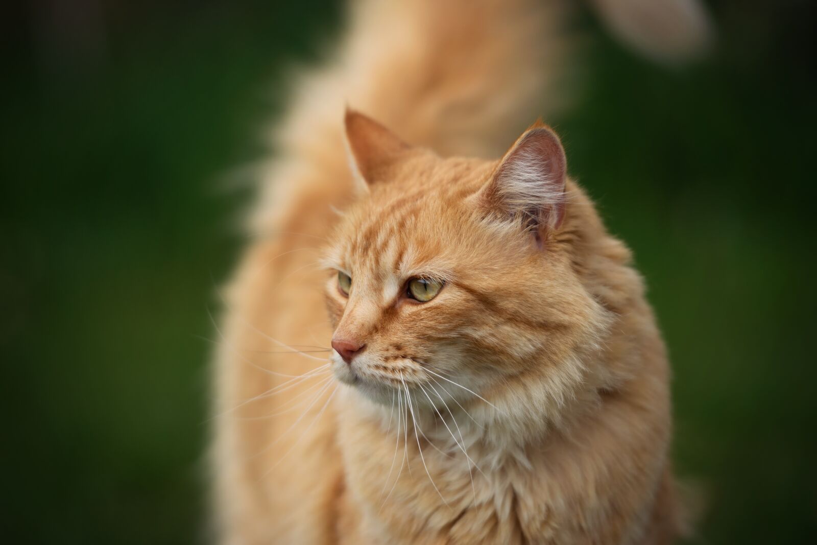 Nikon D7200 sample photo. Cat, animal, kitty photography
