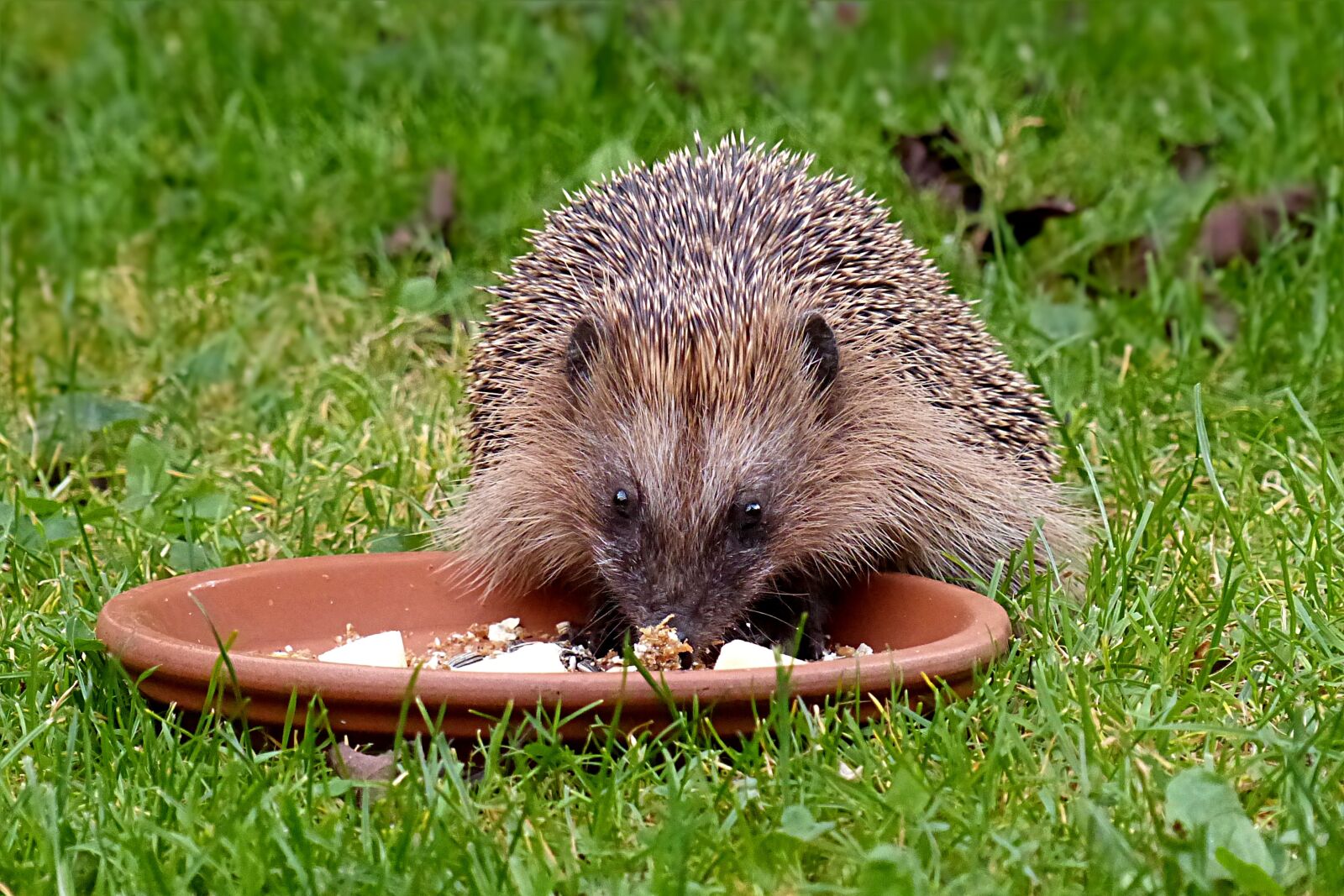 Panasonic Lumix DMC-FZ200 sample photo. Animal, hedgehog, mammal photography