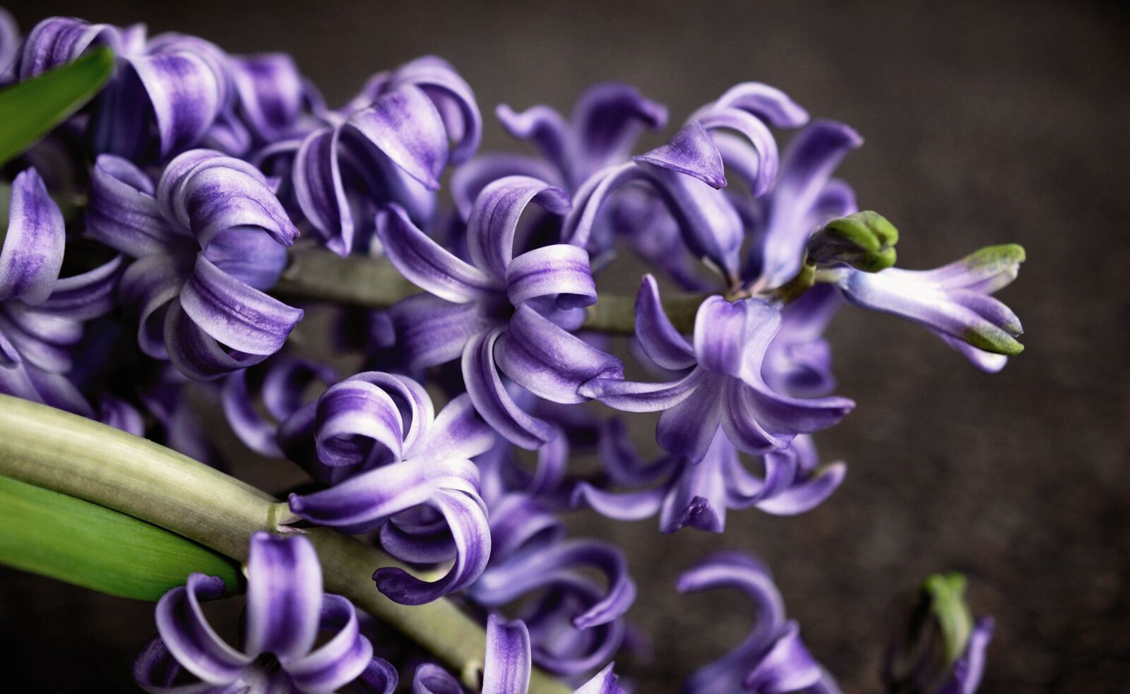 Nikon D610 sample photo. Hyacinth, spring flower, flower photography