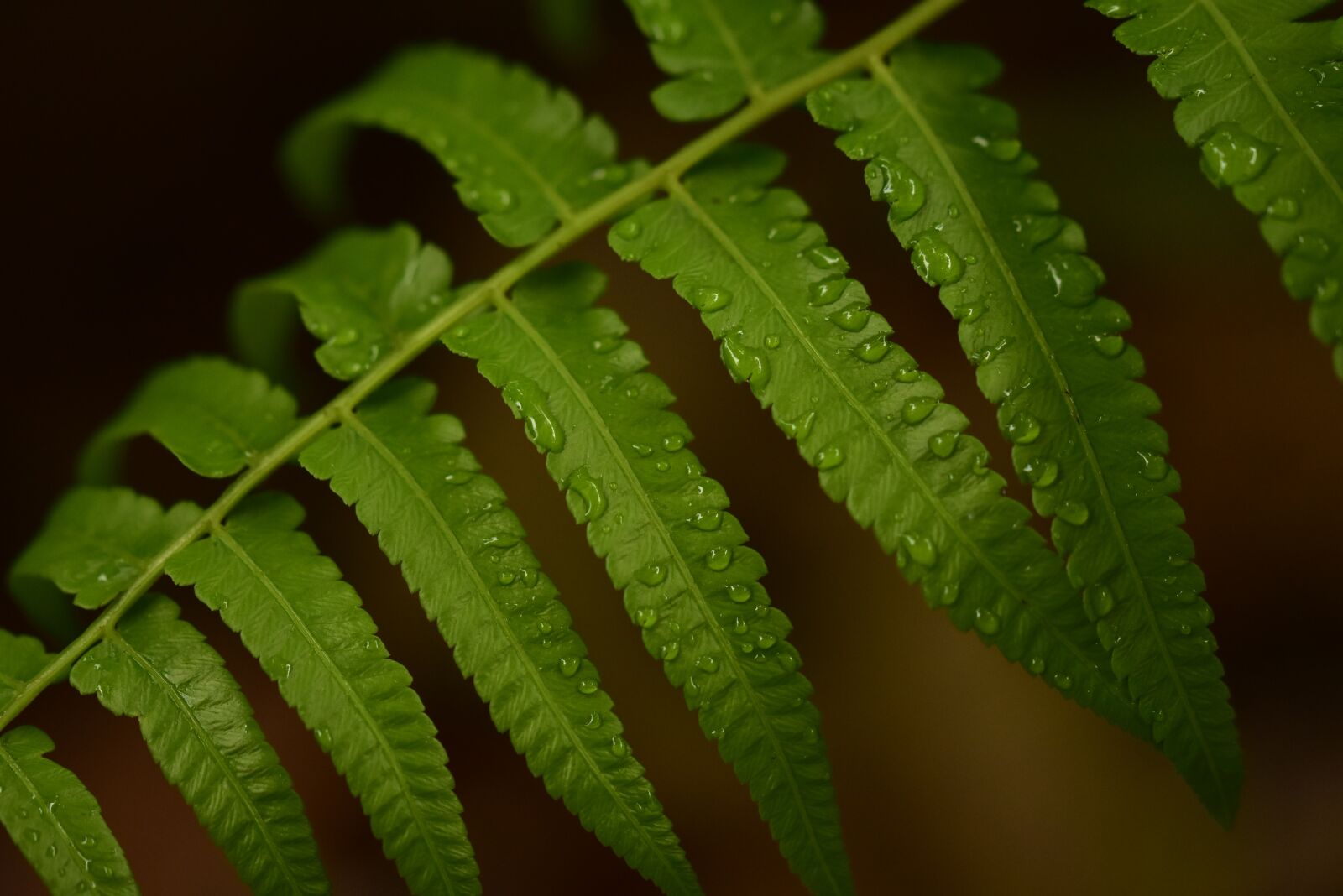 Nikon D3400 sample photo. Fern, leaf, raindrops photography