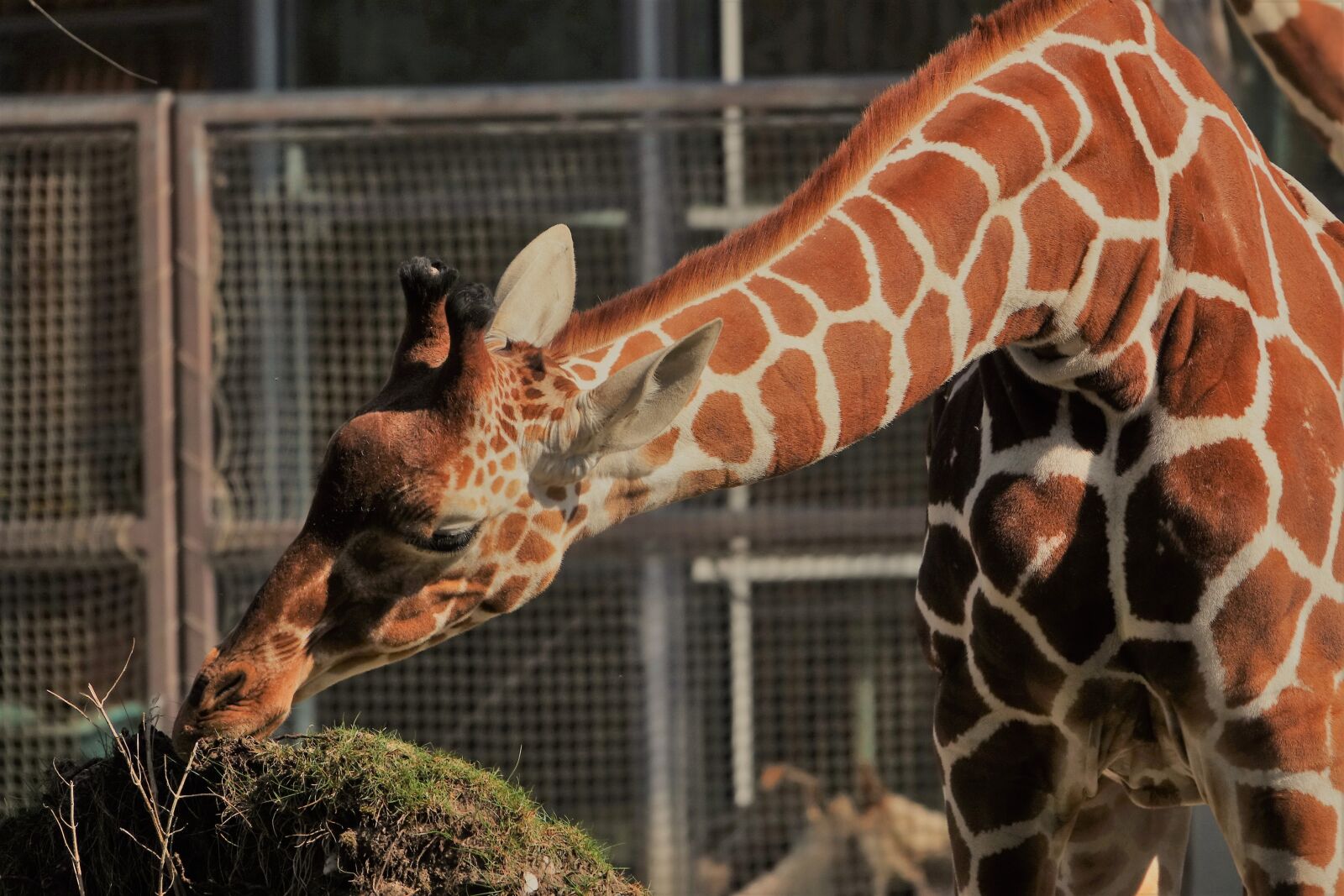 Sony Cyber-shot DSC-RX10 III sample photo. Zoo, munich, giraffe photography