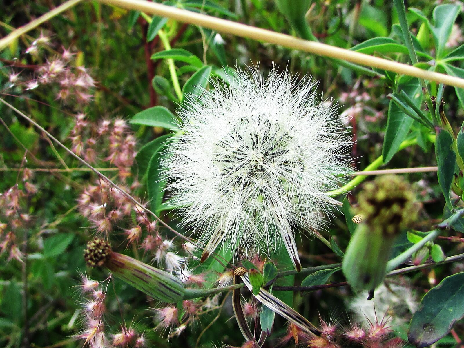Canon PowerShot SX400 IS sample photo. Flower, fuzz, white photography