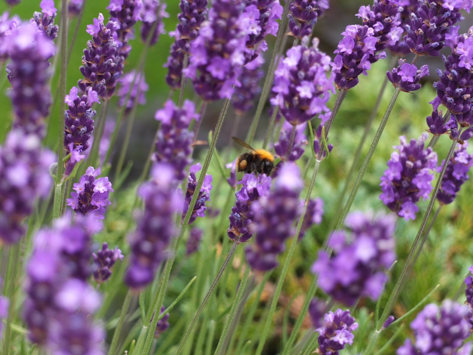 Fujifilm X10 sample photo. Bumblebee, bee, insect photography