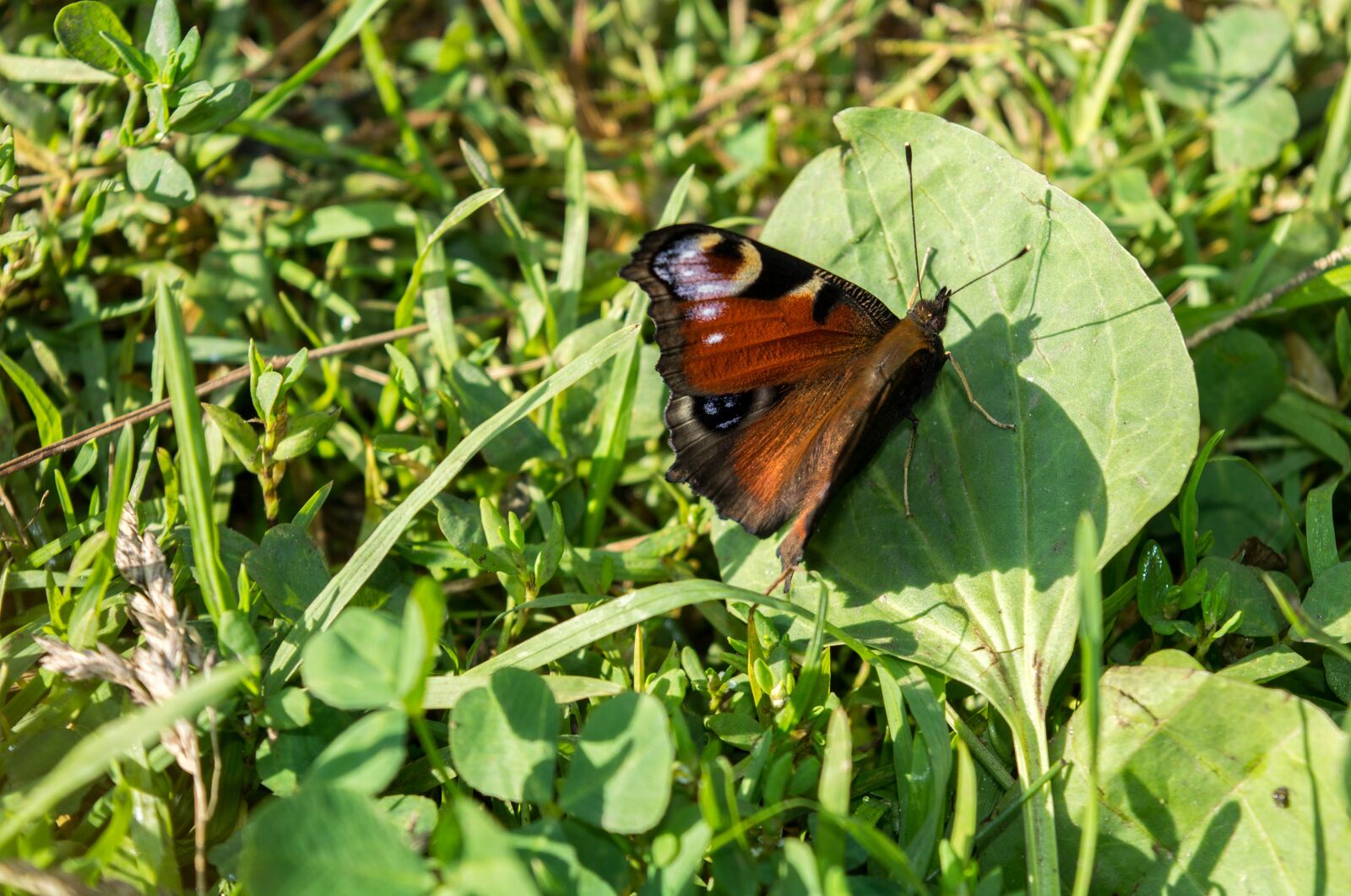 Nikon D5200 sample photo. Butterfly, nature, wings photography
