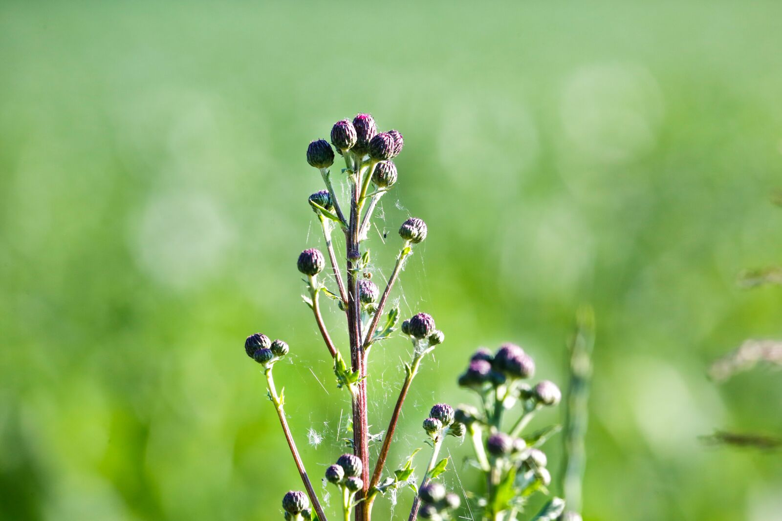 Canon EOS 5D Mark III + Canon EF 100-400mm F4.5-5.6L IS USM sample photo. Grasses, green, nature photography