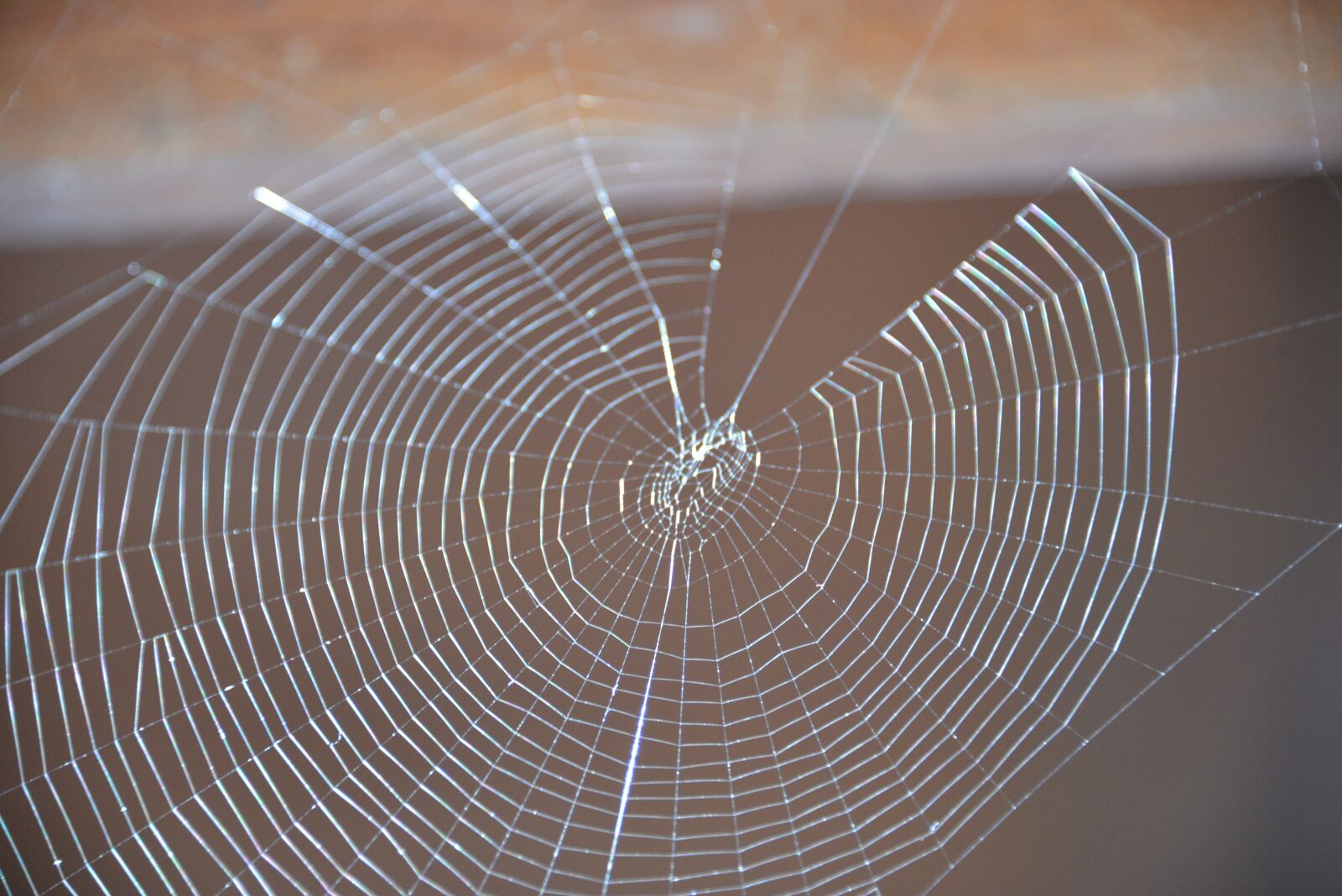 Nikon D600 sample photo. Spider, web, nature photography