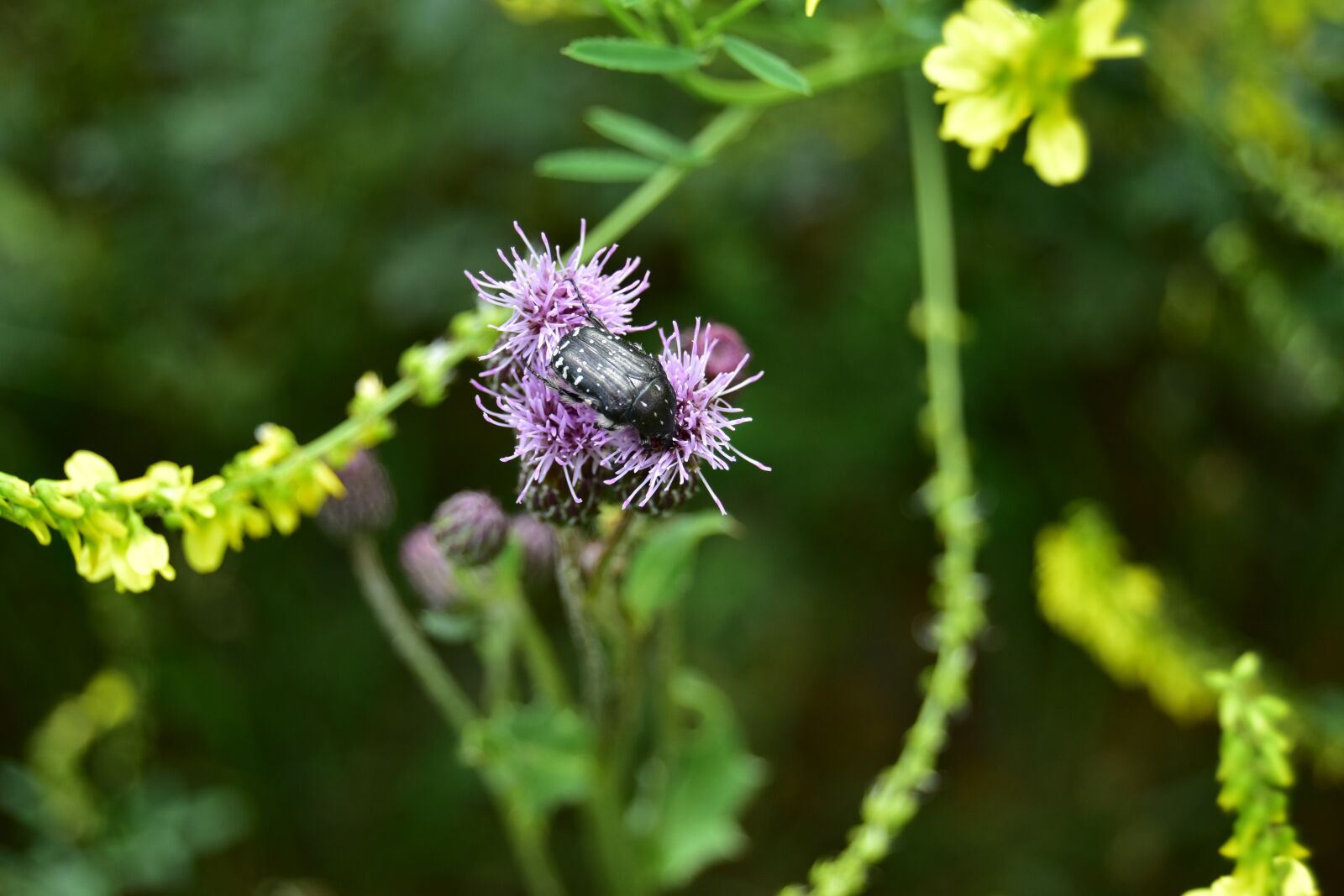 Nikon D5600 sample photo. Beetle on thistle, beetle photography