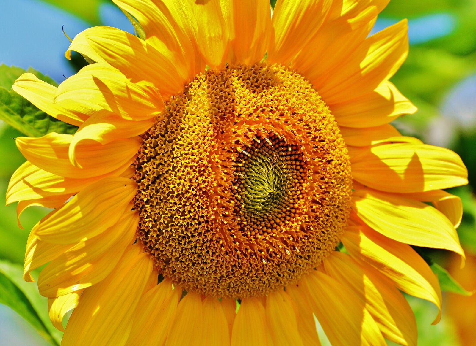 Nikon D3200 sample photo. Sunflower, summer, garden photography