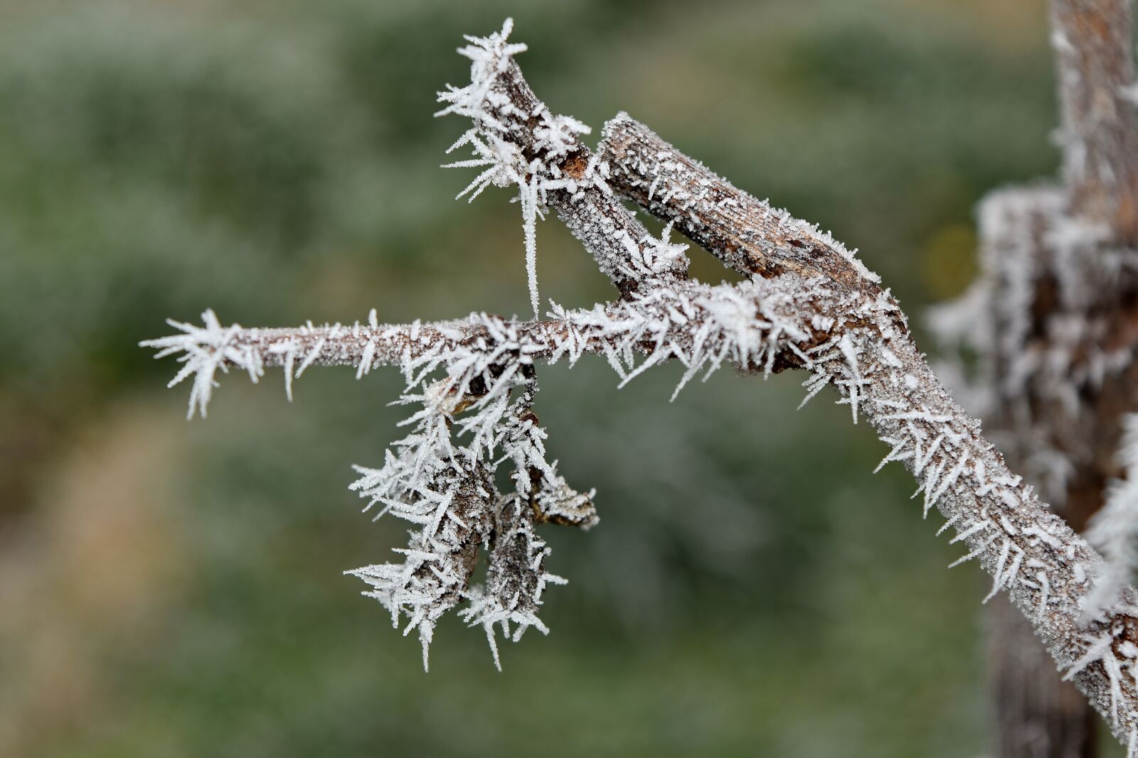 Nikon D5500 sample photo. Frost, frozen, twig, vineyard photography