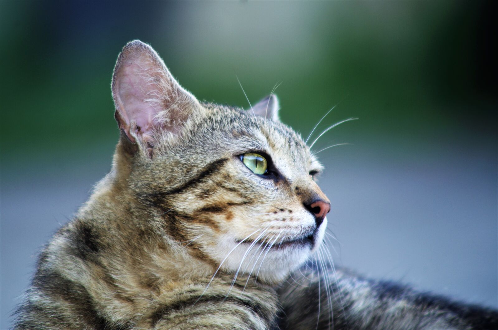 Pentax K-50 sample photo. Cat, cat european, calico photography