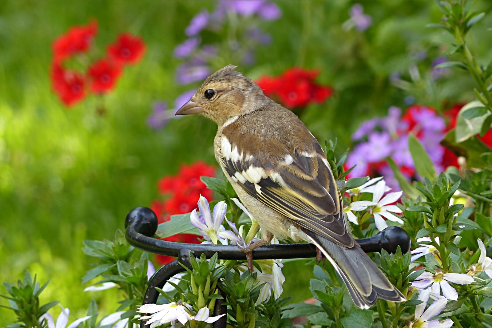 Panasonic Lumix DMC-FZ200 sample photo. Animal, bird, buchfink young photography