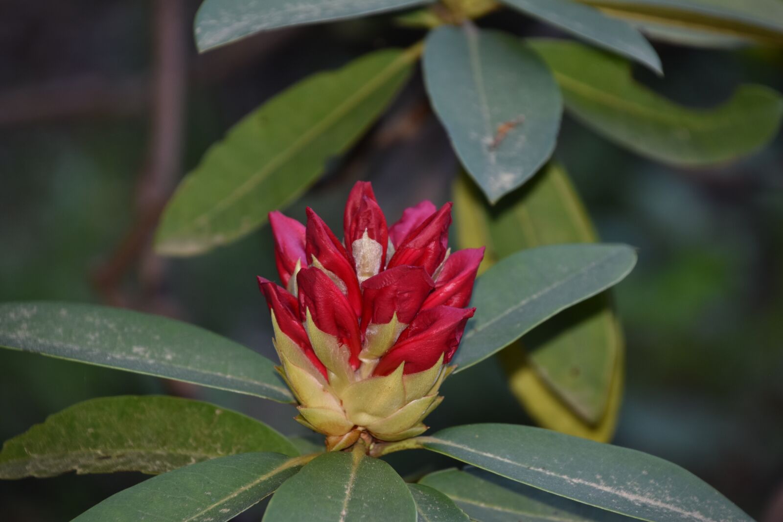 Nikon D5600 sample photo. Flower, red, nature photography