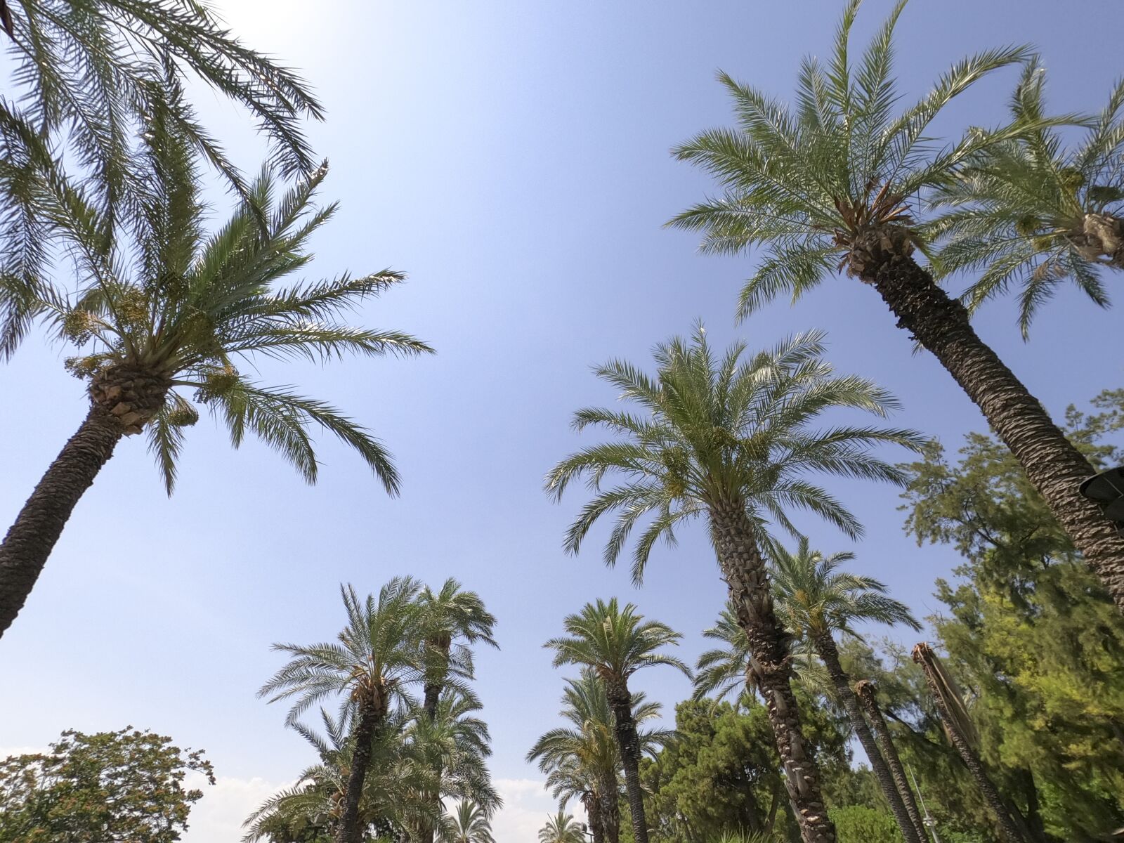 GoPro Hero8 Black sample photo. Palm, tree, frame photography
