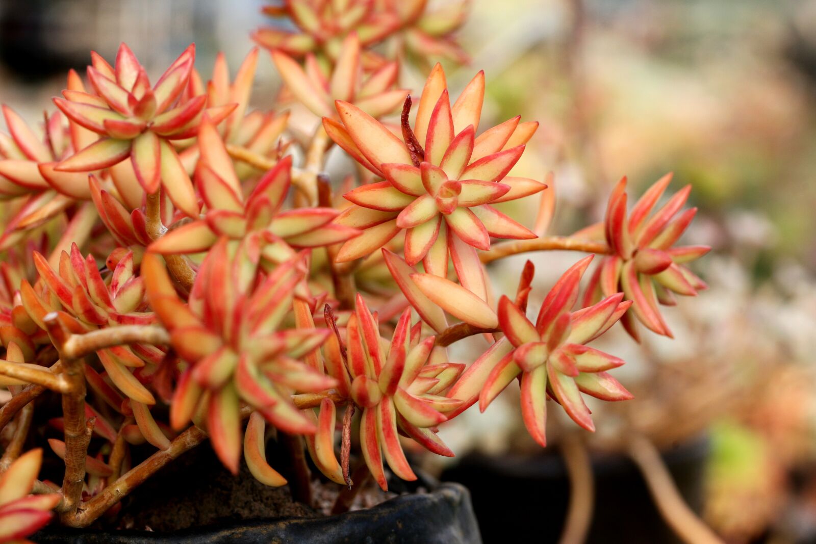 Canon EOS 5D sample photo. A fleshy plant, fleshy photography