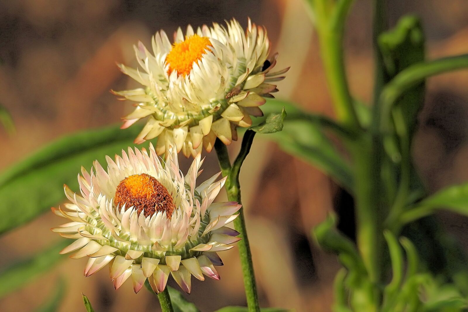 Nikon Coolpix P900 sample photo. Straw flowers, composites, helichrysum photography