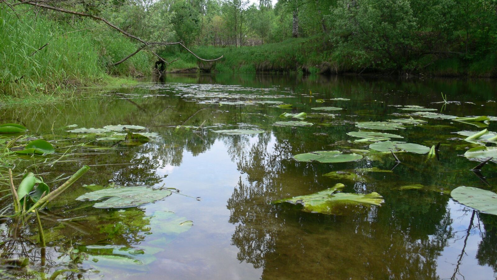 Panasonic DMC-FZ30 sample photo. River, forest, water photography