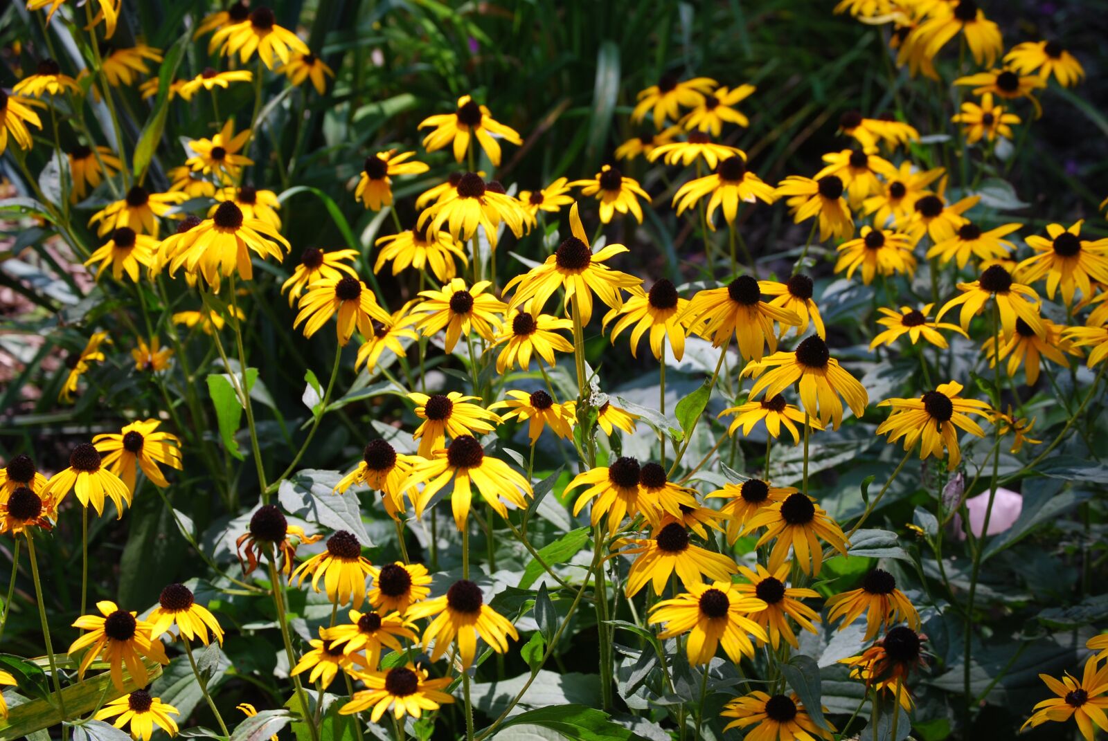Nikon D40X sample photo. Flower, yellow, daisy photography