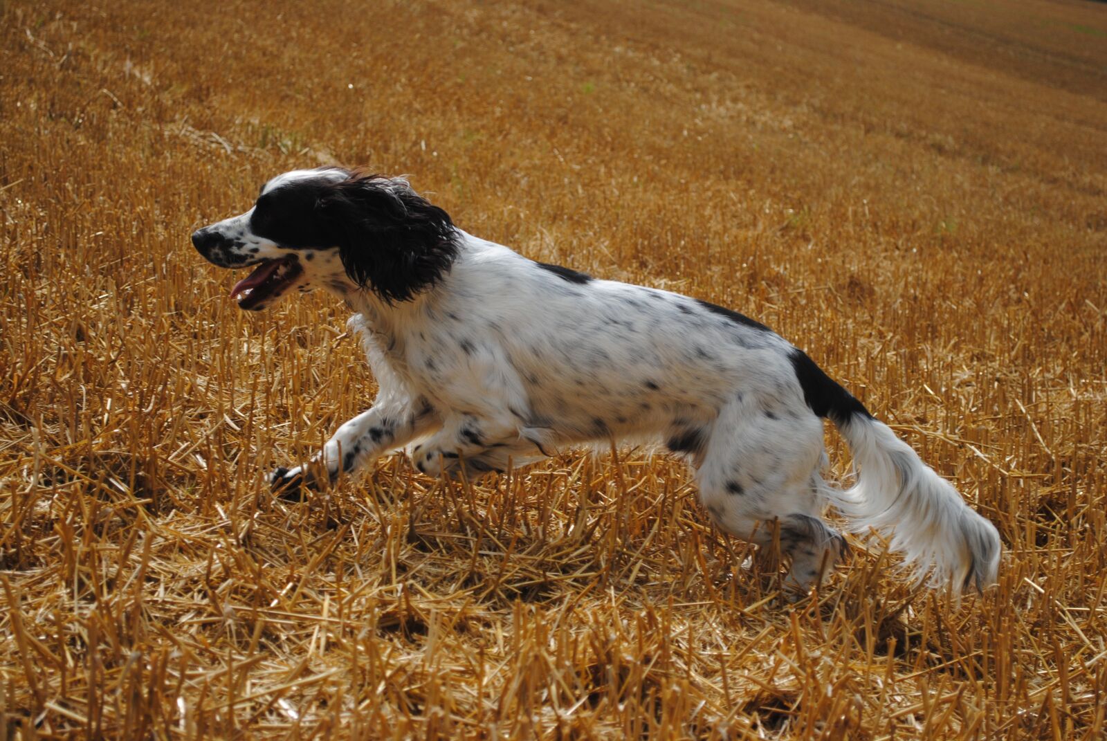 Nikon D3000 sample photo. Hunting, dog, spaniel photography