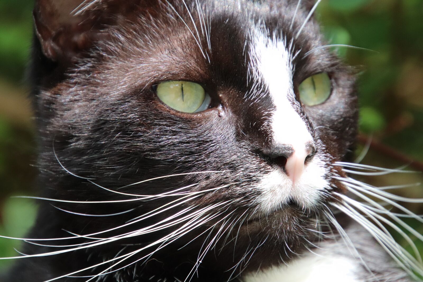 Canon EOS 800D (EOS Rebel T7i / EOS Kiss X9i) sample photo. Cat, felines, felids photography