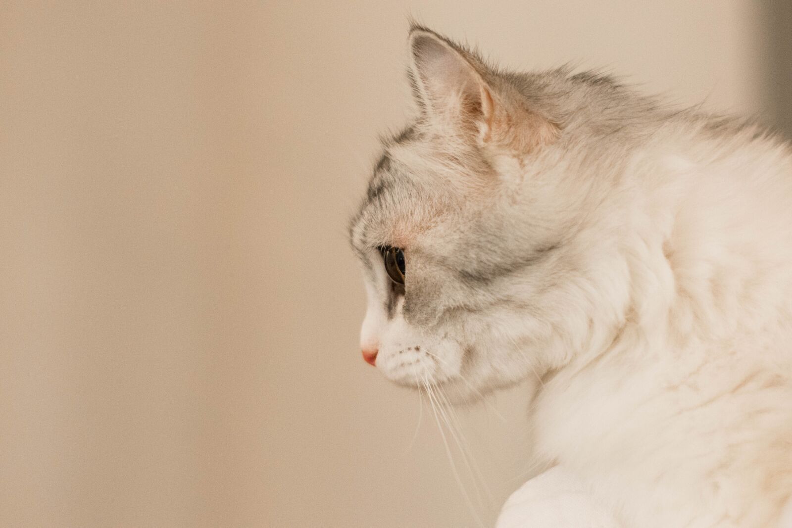 Nikon D7100 sample photo. Cat, animal, white cat photography