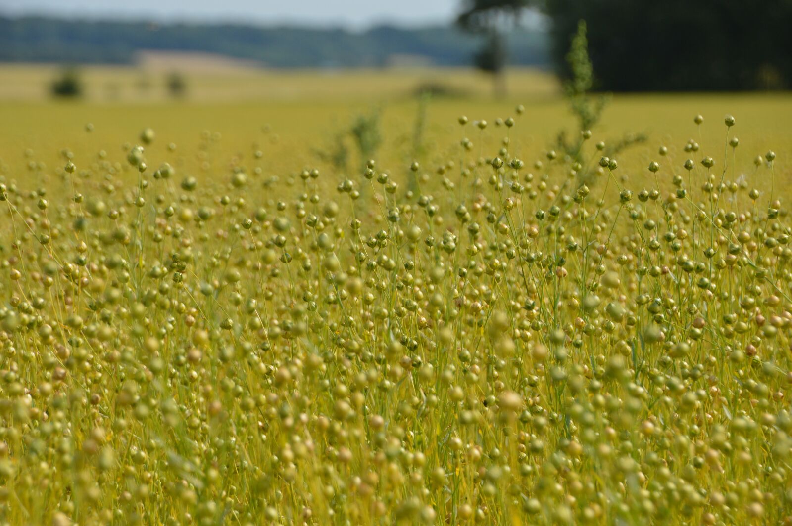 Nikon D3200 sample photo. Nature, field, lin photography