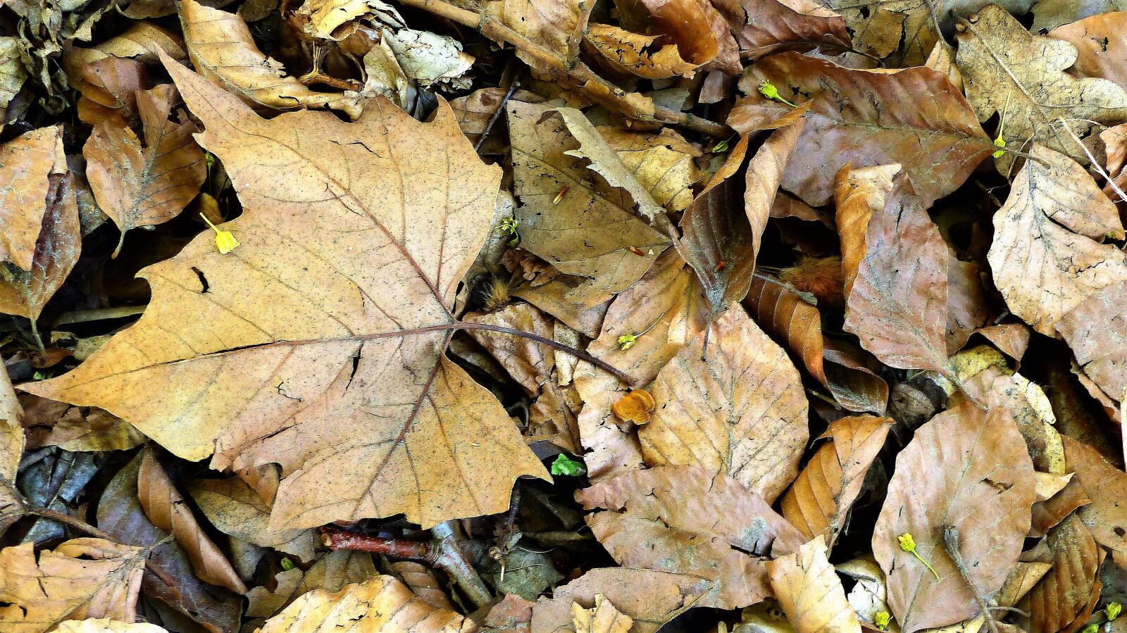 Panasonic Lumix DMC-FZ200 sample photo. Leaf, fall, nature photography