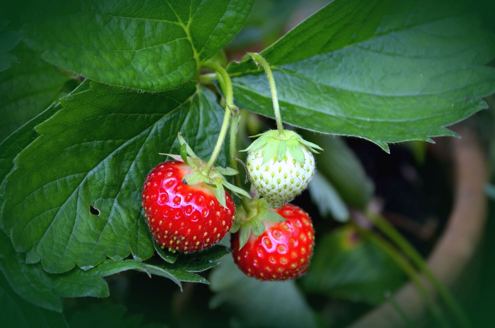 Nikon D5100 sample photo. Strawberry, fruit, food, leaf photography