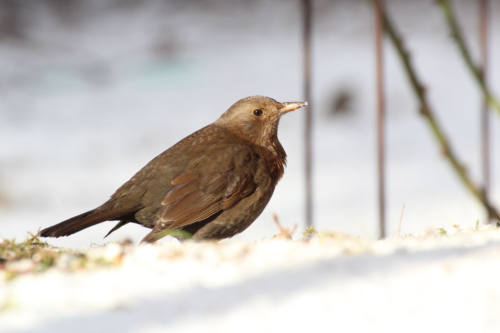 Canon EOS 600D (Rebel EOS T3i / EOS Kiss X5) sample photo. Blackbird, bird, female photography