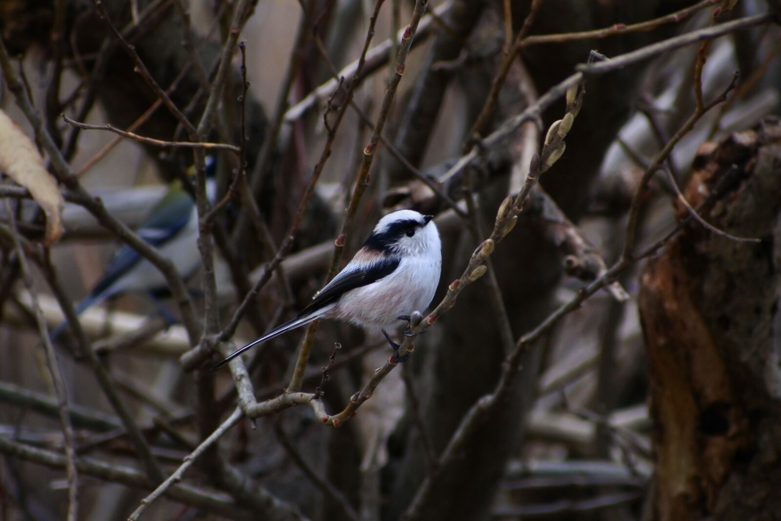 VR 70-300mm f/4.5-6.3G sample photo. Animal, forest, wood photography