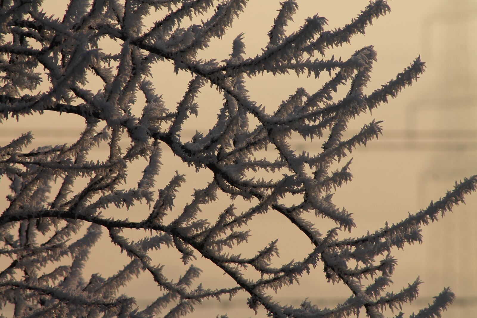 Canon EOS 1100D (EOS Rebel T3 / EOS Kiss X50) sample photo. Morgenstimmung, frozen, iced photography