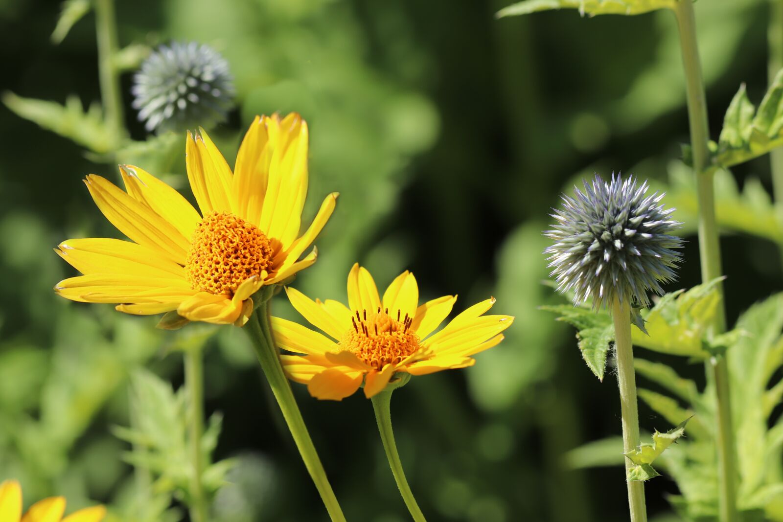 Canon EOS 800D (EOS Rebel T7i / EOS Kiss X9i) sample photo. Echinops, garden-eye of the photography