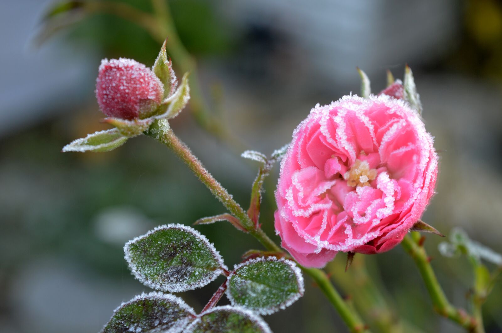 Nikon D3200 sample photo. Rose, blossom, bloom photography
