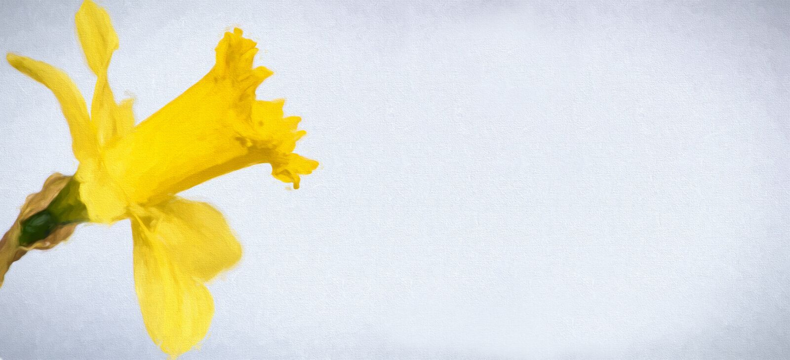 Nikon D750 sample photo. Painting, narcissus, flower photography