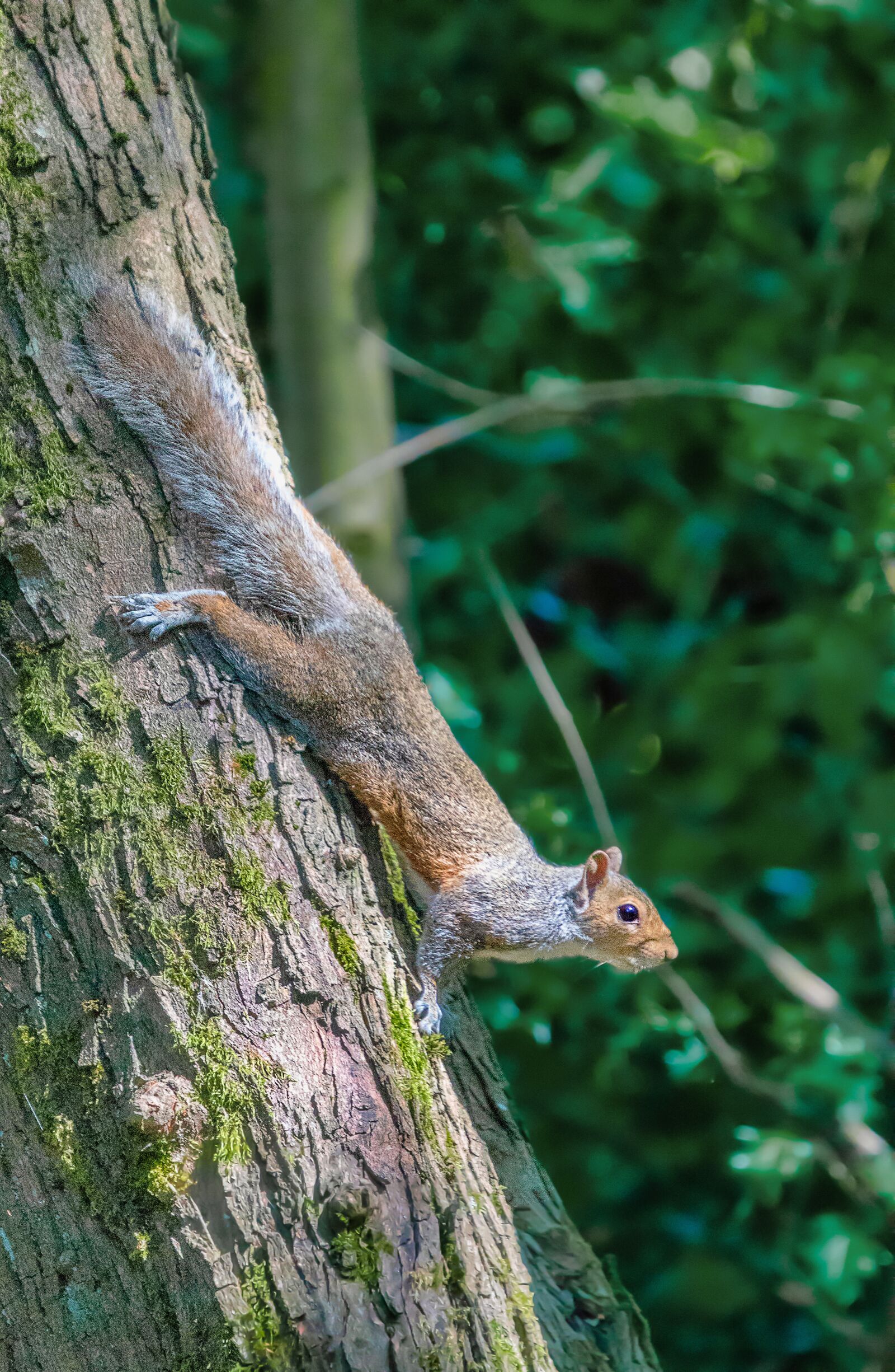 Sigma 100-400mm F5-6.3 DG OS HSM sample photo. Grey squirrel, squirrel, tree photography