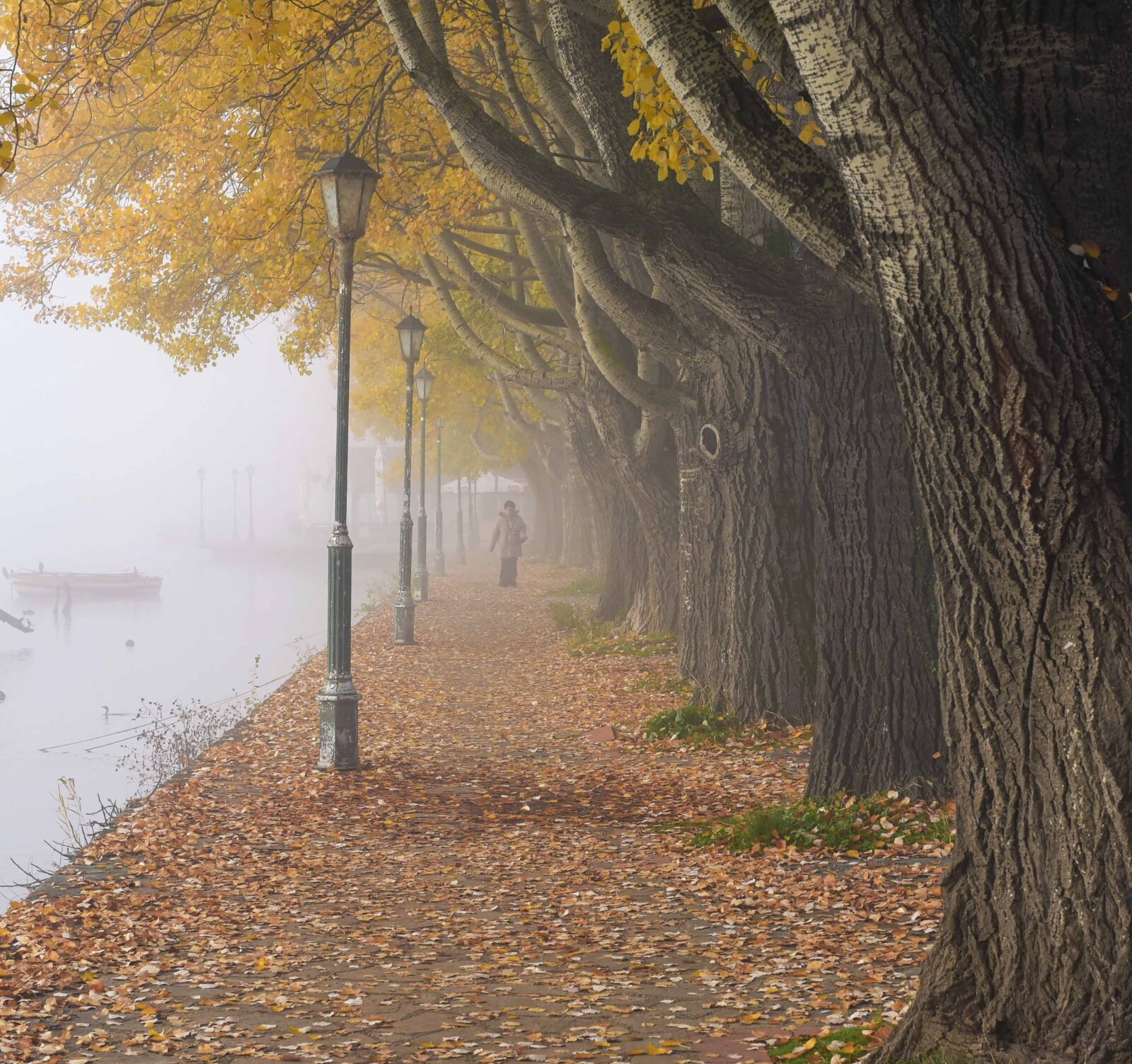 Nikon D750 sample photo. Trees, fog, forest photography