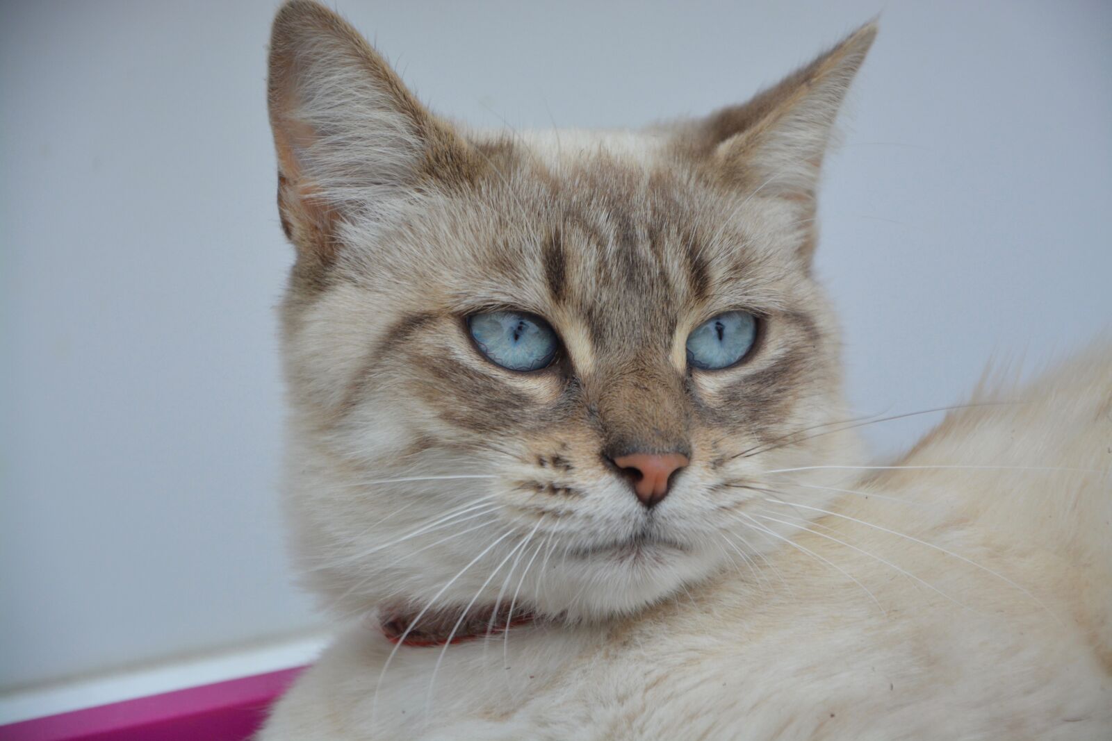 Nikon D5200 sample photo. Cat, portrait, blue eyes photography