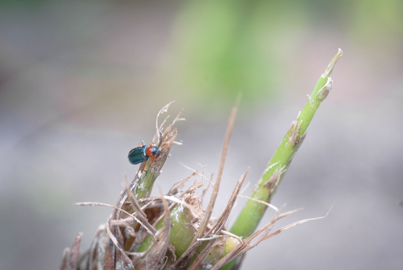 Sony Alpha DSLR-A100 sample photo. Insect, garden, nature photography