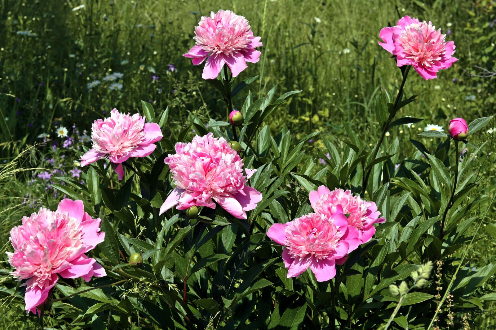 Canon EOS 200D (EOS Rebel SL2 / EOS Kiss X9) sample photo. Peonies, summer, garden photography